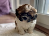 Anne altından saf kan shih tzu yavrular