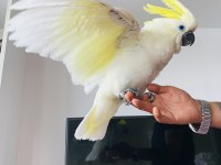 TRİTON SÜLFÜR KAKADU YAVRUSU BEBEK PAPAĞAN