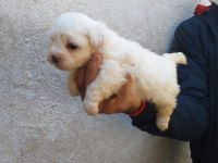 Maltese yavruları