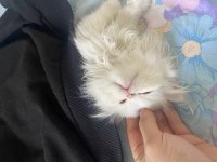 3.5 aylık erkek chinchilla yavrumuz sahiplendirilecektir
