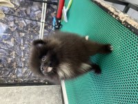 Pomeranian Black yavrularımız teslime hazır