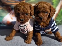 Ruhsatlı Köpek Çiftliğinden Toypoodle Yavrularımız