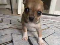 Safkan Chihuahua yavrularımız