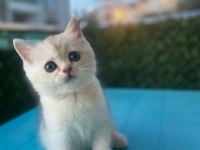 British shorthair silver point