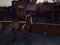 Satılık 1 yaşında çin aslanı