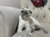 Scottish fold