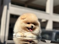 Orjinal şecereli pomeranian boo