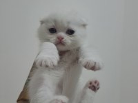 Scottish fold yavrularımız yeni yuvalarına gitmeye hazır