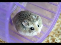Elcik Hamster Çok Uysaldır