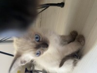 British blue erkek yavrumuz