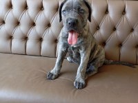 Dişi cane corso yavru