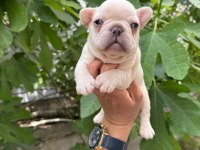 FRENCH BULLDOG KÖPEKLER