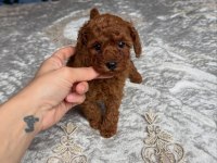 KOYU RENK TOY POODLE YAVRULARI 