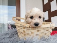 Maltipoo Yavrularımızı Canlı Görerek Alabilirsiniz