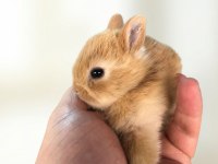 Hollanda Cüce Tavşan Beyaz Karamel Chinchilla Aguti