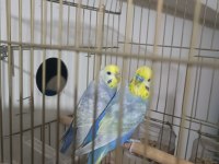Rainbow Çift Muhabbet Kuşu