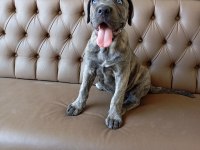 Dişi cane corso yavru