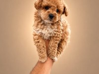 DÜNYA TATLISI MALTİPOO YAVRULARI 