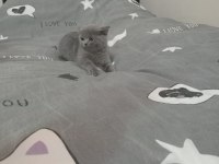 British shorthair dişi
