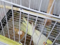 Kızgınlık yumurtasını attı dişi lutino sultan papağanı
