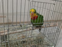 Barraband cinsi papağanımız