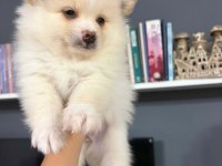 Pomeranian spitz 5 haftalık