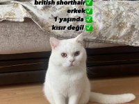 Erkek british shorthair