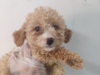 Dünyalar Güzeli Maltipoo