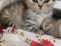 Merhaba anne british baba chinchilla yavruları var