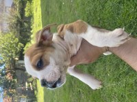Bulldog dişi bebekler