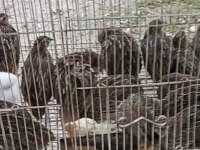 Bıldırcın yumurtası günlük ve taze