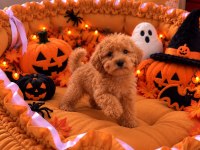 Sağlık Garantili Maltipoo Yavrular 