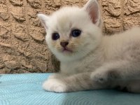 Güzel kızımız yuva arıyor scottish fold