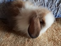 Teddy lop tavşan yavrular mavi göz