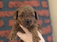 Poodle bebeklerim yeni ailelerimi arıyor