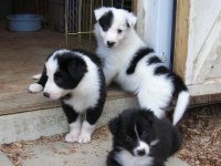 Border Collie Yavrularımız Evinizin Neşesi Olacaktır