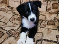 2 aylık safkan border collie yavrularım