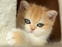 Şampiyon Annenin Kızı British Shorthair