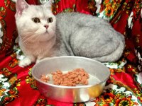 BRİTİSH KEDİSİ