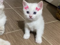 BLUEPOİNT BRİTİSH SHORTHAİR YAVRULAR