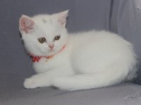 BRİTİSH SHORTHAİR DİŞİ VE ERKEK WHİTE