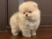 Pomeranian Boo Teddy