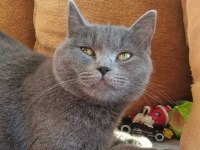 British shorthair kedisi sahiplendirme