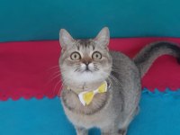 Black Golden British Shorthair Prenses