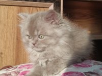 British Longhair Erkek Yavrumuz