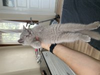 2 adet dişi A kalite yavru british shorthair