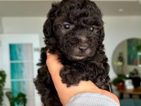 Silver Toy Poodle Show Seviye