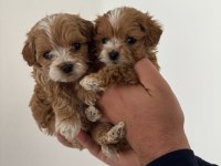 Ev Üretimi Gerçek Teacup Maltipoo