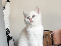 SCRLİ babadan safkan son dişi british shorthair bebek