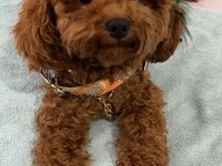 Toy poodle köpeği trabzon